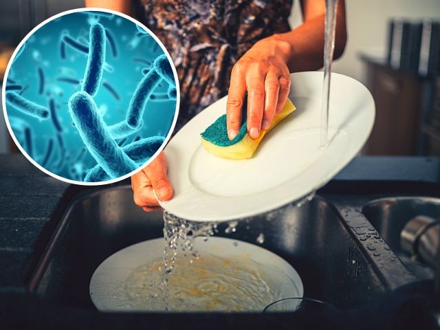 в губке для посуды скапливается много бактерий