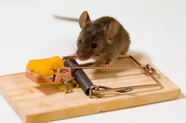 Необходимо каждый раз заряжать устройство после ложной сработки или пойманной мышки
