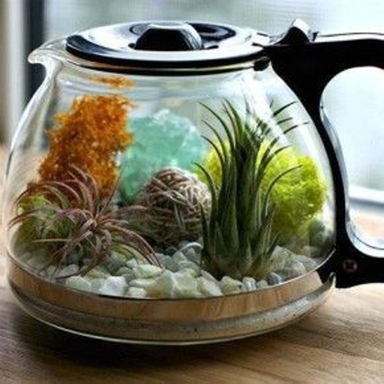 аквариум в чайнике